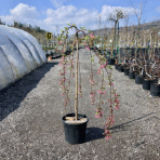 Okrasná jabloň (Malus) ´COCCINELLA´ - výška 110-130 cm, obvod kmeňa 6/8 cm, kont. C18L - PENDULA